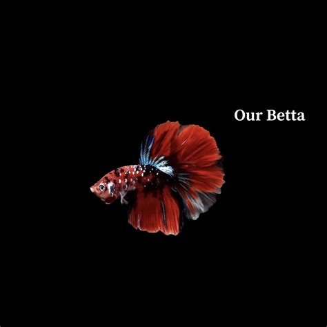 avatar betta fish price|How to Buy Betta Fish Online from Thailand .